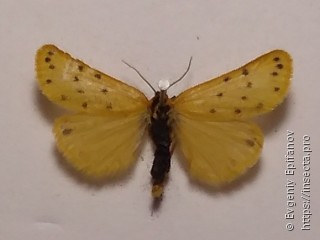 Setina roscida