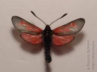 Zygaena purpuralis