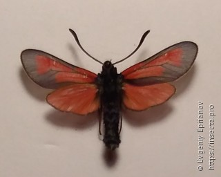 Zygaena purpuralis