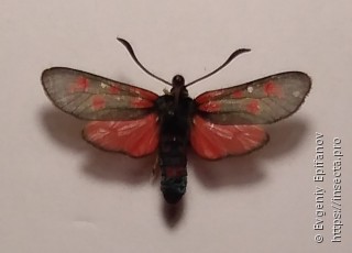 Zygaena