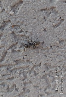 Camponotus vagus