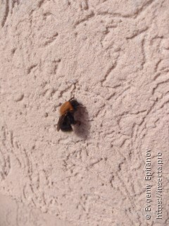 Bombus hypnorum