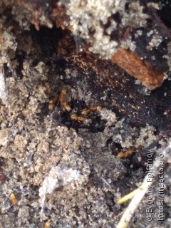 Lasius flavus