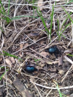 Timarcha tenebricosa