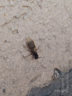 Camponotus