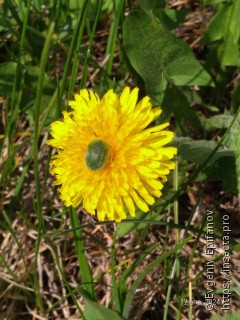 Cassida rubiginosa