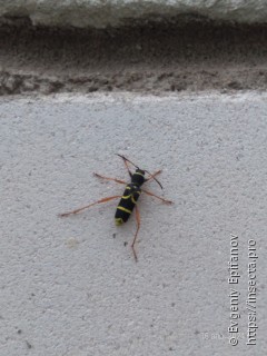 Clytus arietis