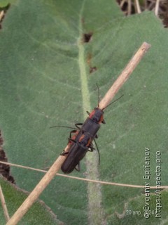 Cantharis