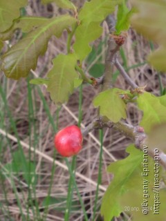 Biorhiza pallida