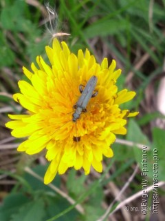 Oedemera virescens