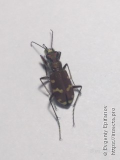 Cicindela hybrida