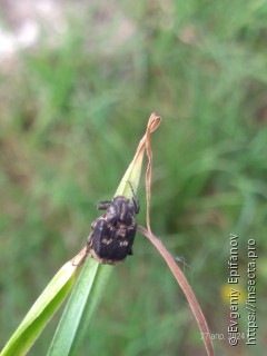 Valgus hemipterus