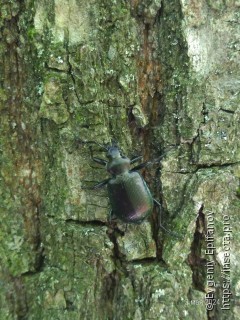 Calosoma inquisitor