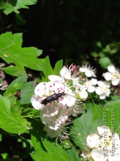 Anoplodera rufipes