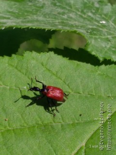 Apoderus coryli