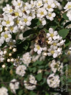 Eristalis