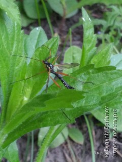 Ctenophora guttata