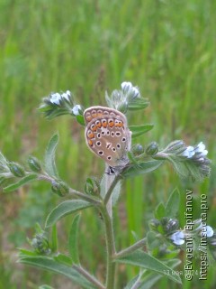 Polyommatus