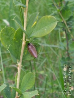 Ectobius erythronotus