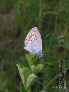 Plebejus argyrognomon