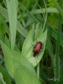 Omophlus lepturoides