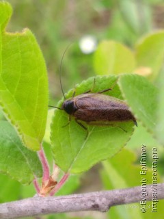 Ectobius erythronotus