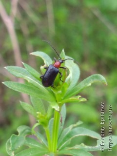 Dinoptera collaris