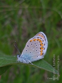 Plebejus argyrognomon