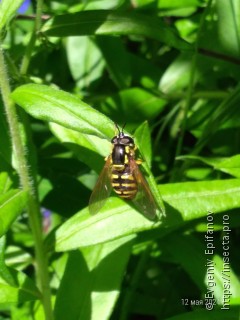 Chrysotoxum cautum