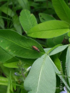 Malachius bipustulatus