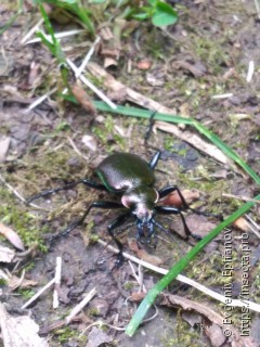 Calosoma inquisitor