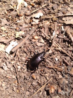 Calosoma inquisitor