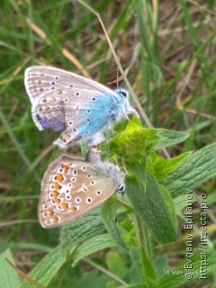 Polyommatus