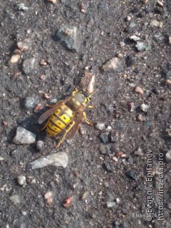 Vespula germanica