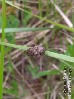 Agrypnus murinus