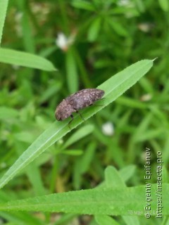 Agrypnus murinus