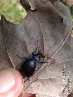 Carabus convexus