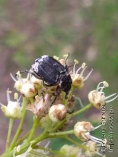 Valgus hemipterus