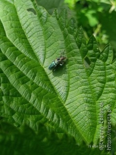 Phyllobius pomaceus