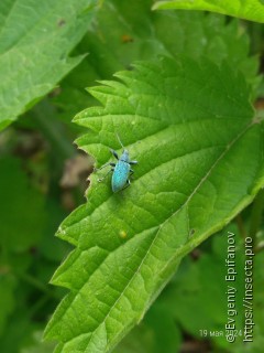 Phyllobius pomaceus