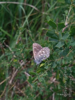 Neolycaena rhymnus