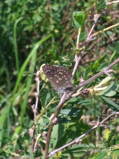 Neolycaena rhymnus