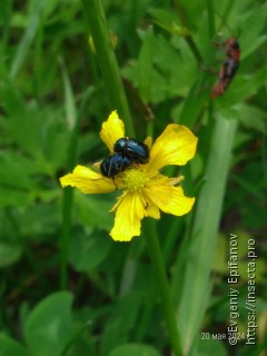 Cryptocephalus violaceus