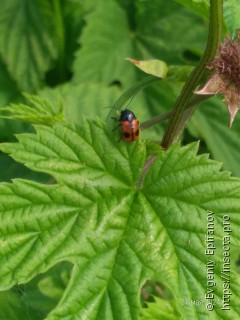 Cryptocephalus bipunctatus