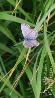 Cupido decolorata