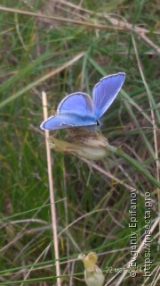 Polyommatus