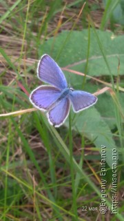 Plebejus argyrognomon