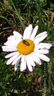 Acmaeoderella flavofasciata