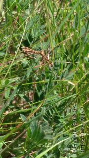 Pterophorinae