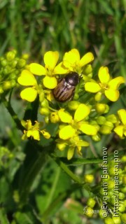 Blitopertha lineolata